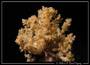 Soft coral by Raoul Caprez 
